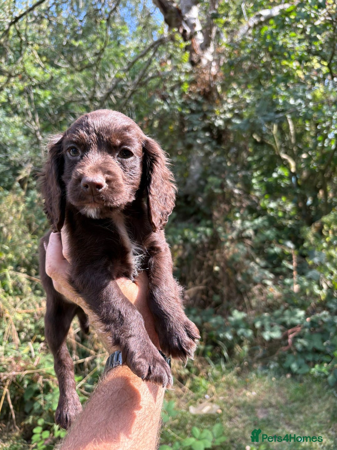 Cocker Spaniel dogs for sale: Chocolate brown cocker spaniel puppies  - Image 2