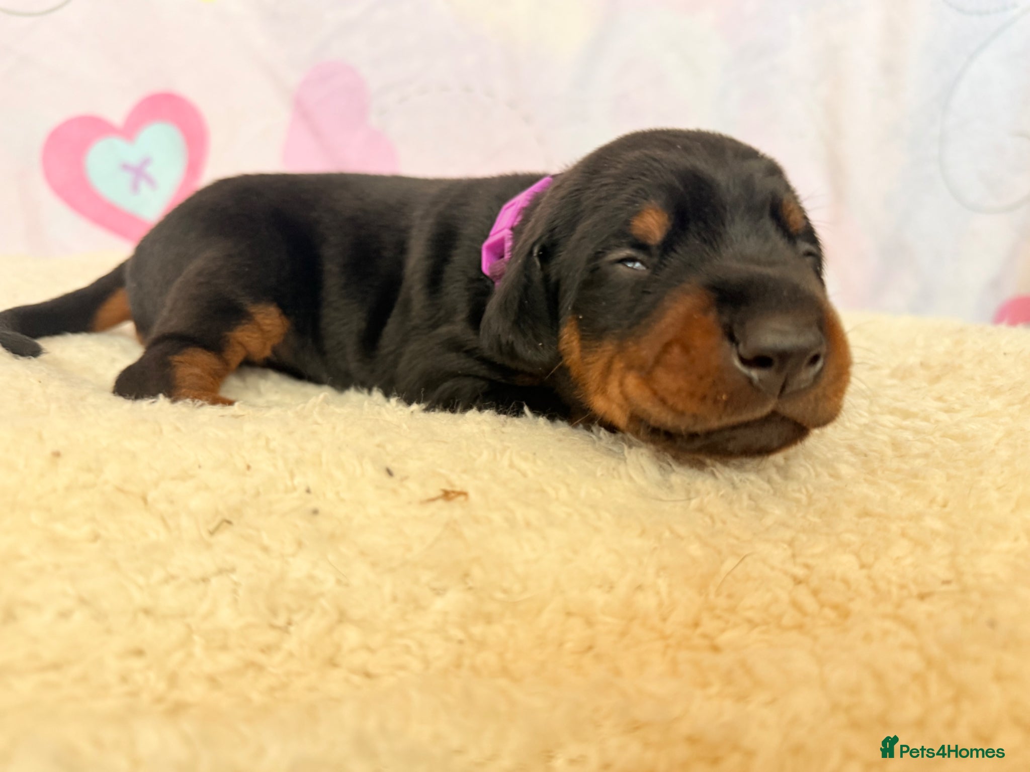 Dobermann dogs Exclusive Pedigree Dobermann Puppies.  - Advert 15