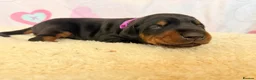 Dobermann dogs for sale: Exclusive Pedigree Dobermann Puppies.  - Advert 2