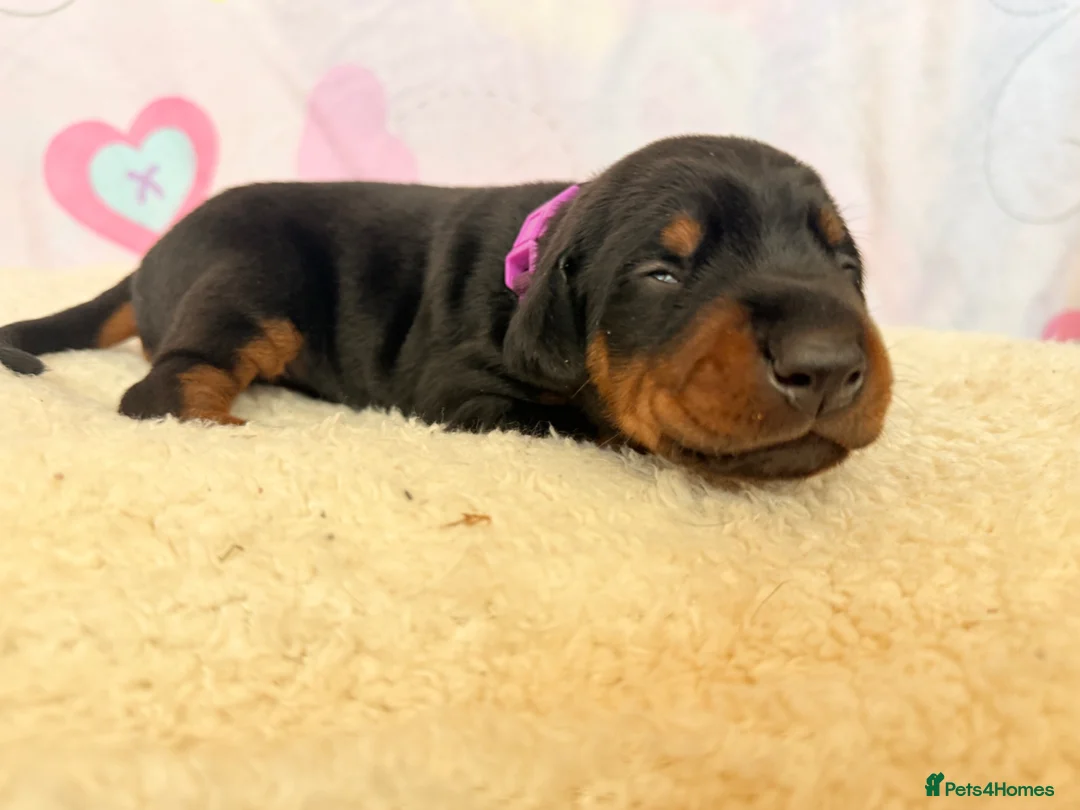 Dobermann dogs for sale: Exclusive Pedigree Dobermann Puppies.  - Advert 2