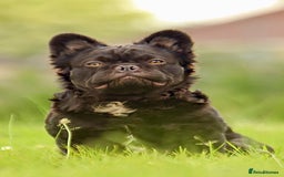 French Bulldog dogs for sale: French bulldog  in Londonderry - Image 2