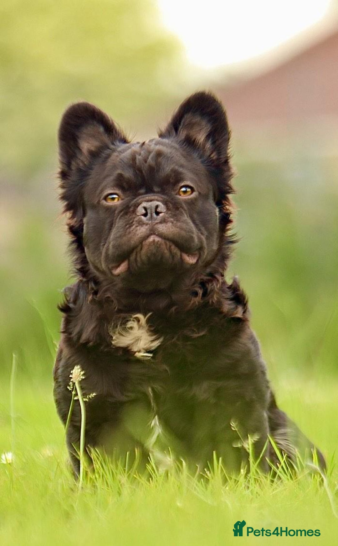 French Bulldog dogs for sale: French bulldog  in Londonderry - Image 2