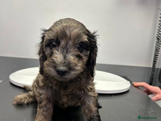 Cockapoo dogs BEAUTIFULL F1 COCKAPOO PUPPYS - Advert 11