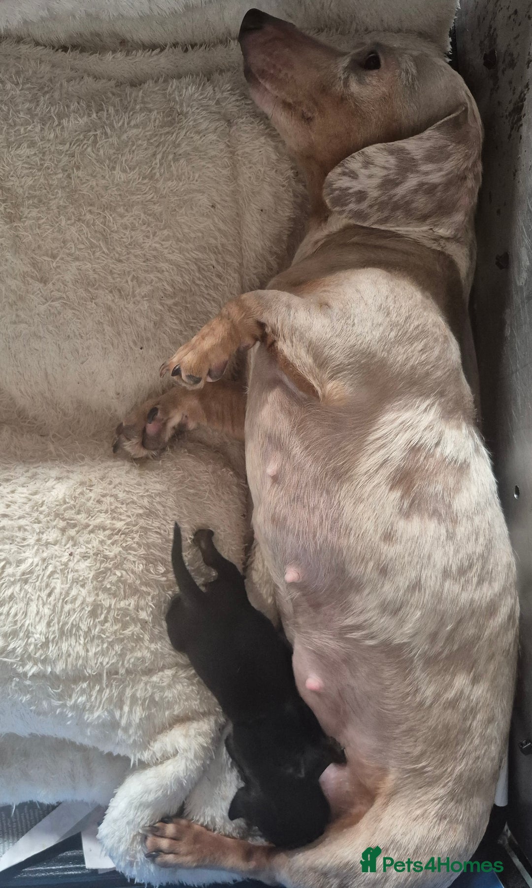 Miniature Dachshund dogs for sale: PRA CLEAR MINIATURE DACHSHUND MALE - Advert 2