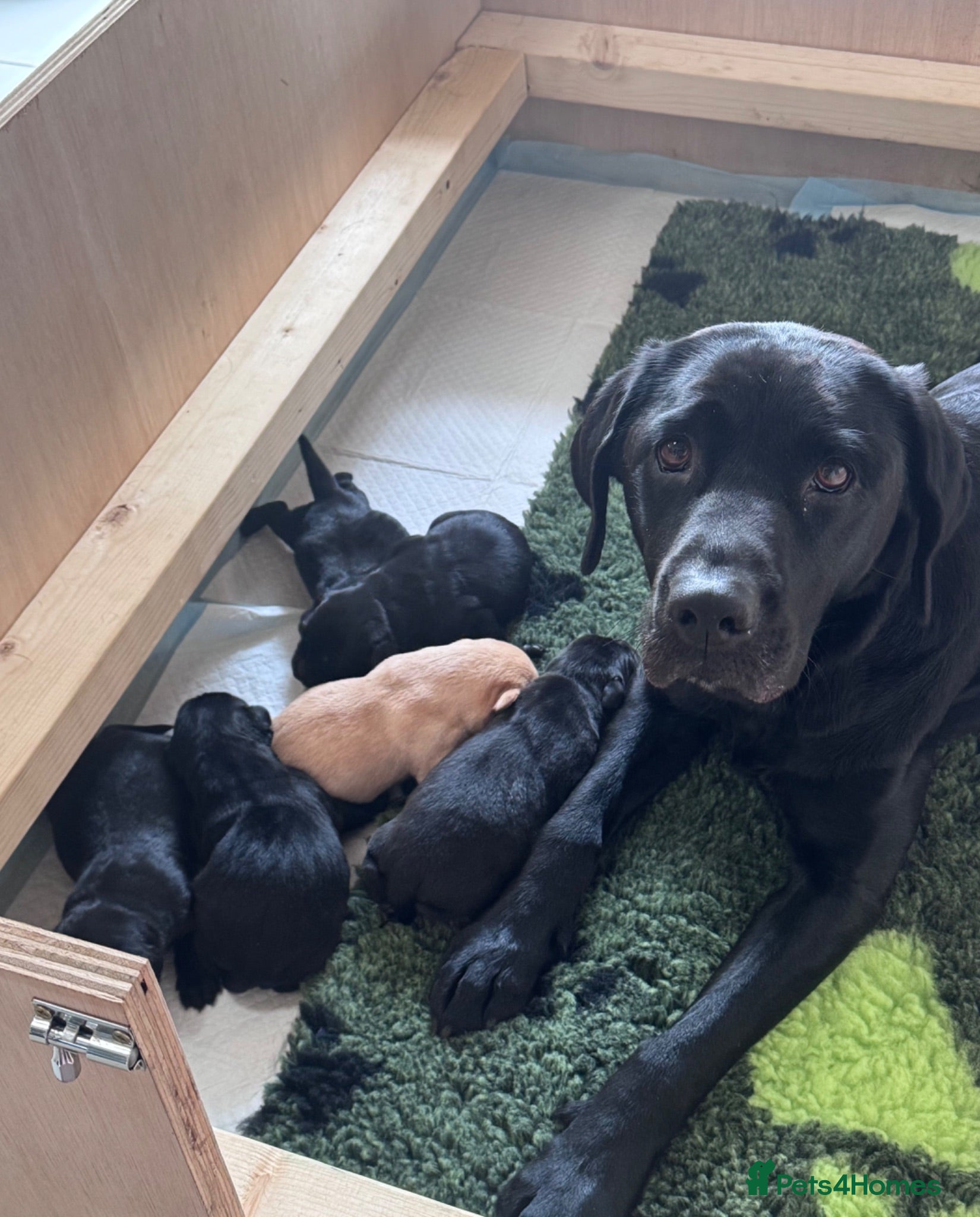 Labrador Retriever dogs KC Registered beautiful working labrador puppies - Advert 1