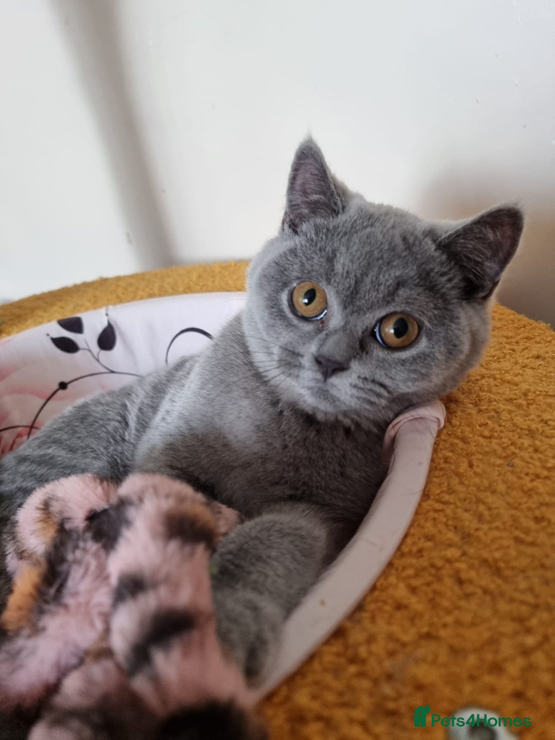 British Shorthair cats for sale:  To Go Now 3 Female Ready GCCF Healthy Pedigree - Advert 20