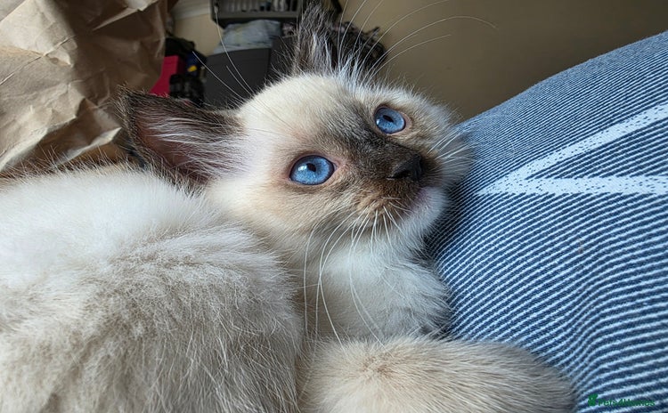 Ragdoll cats - Advert 16