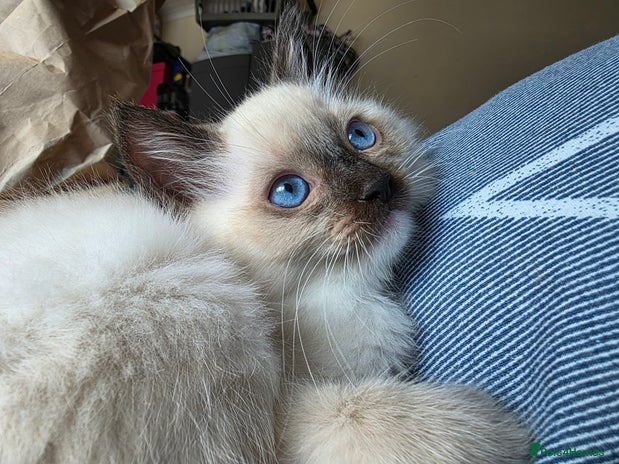 Ragdoll cats - Advert 16