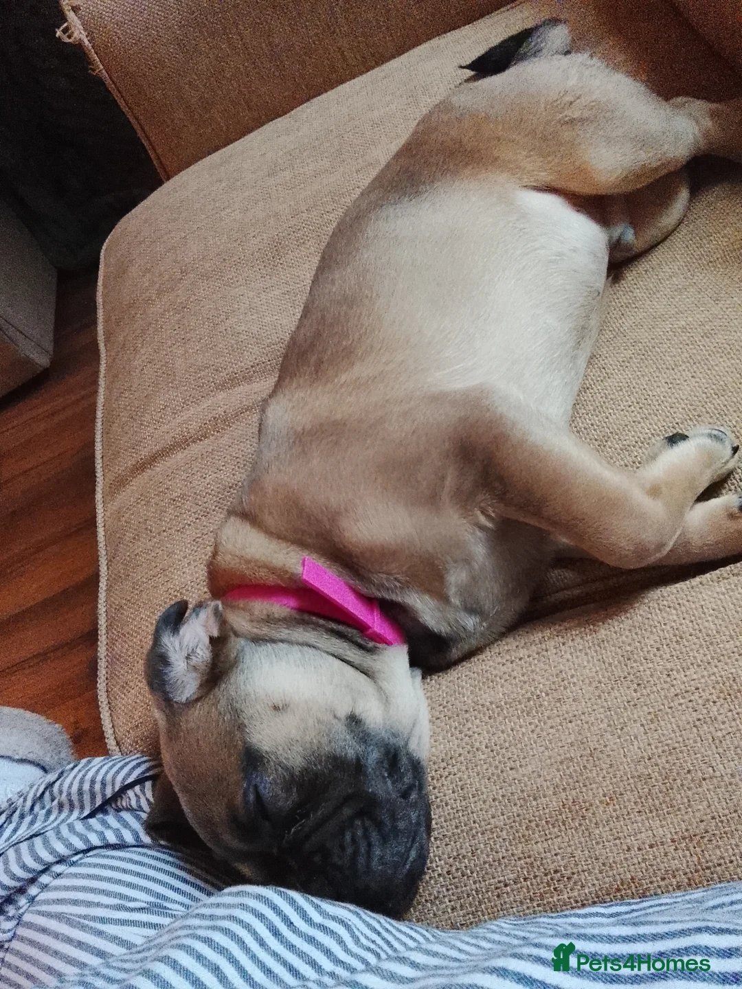 Frug dogs for sale: Frug puppy  - Advert 6