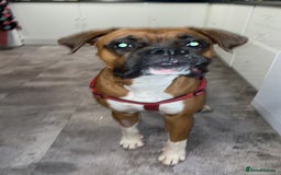 Boxer dogs for sale: A Second Chance for a Gentle Boxer - Advert 23