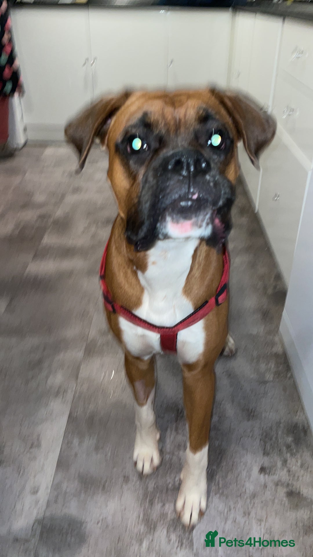 Boxer dogs for sale: A Second Chance for a Gentle Boxer - Advert 23