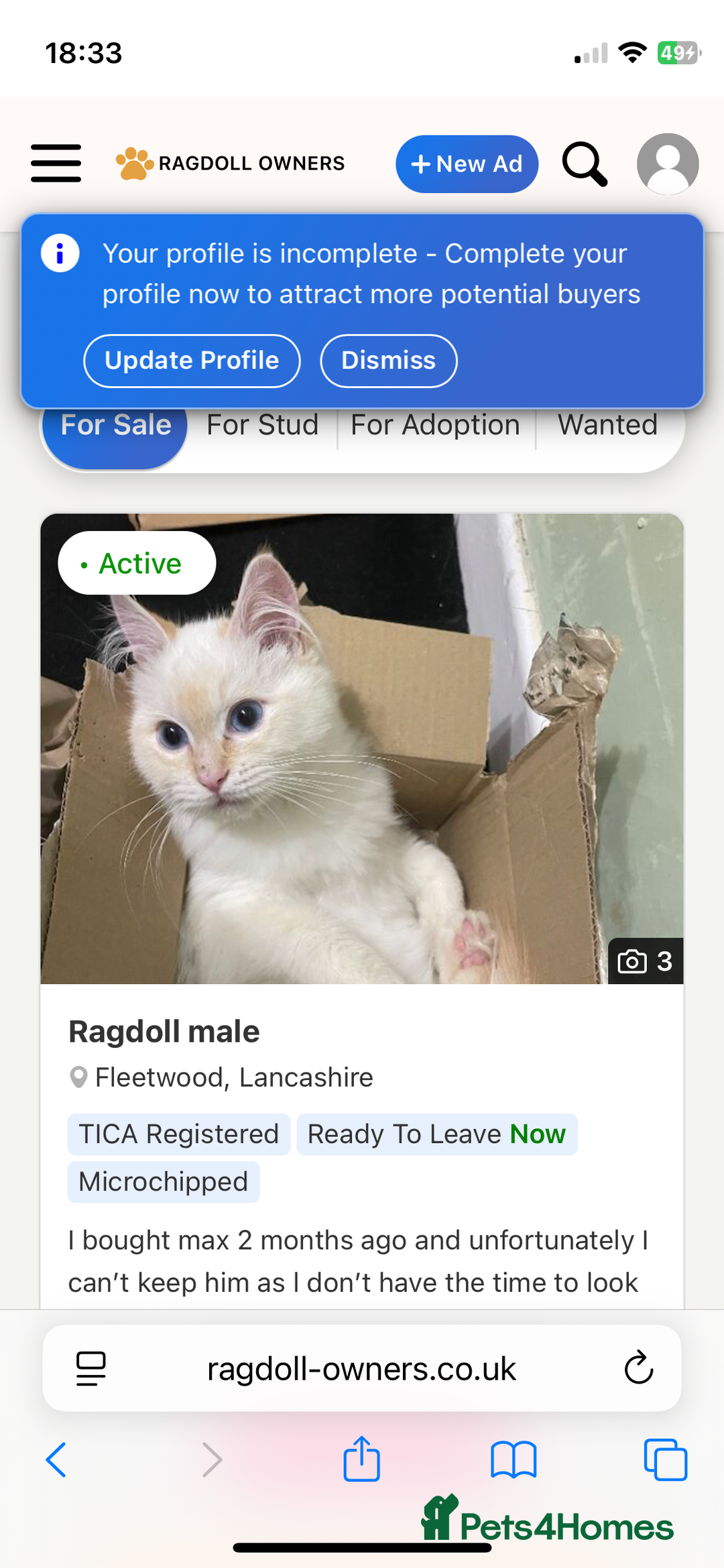 Ragdoll cats for sale: Max the ragdoll - Advert 1