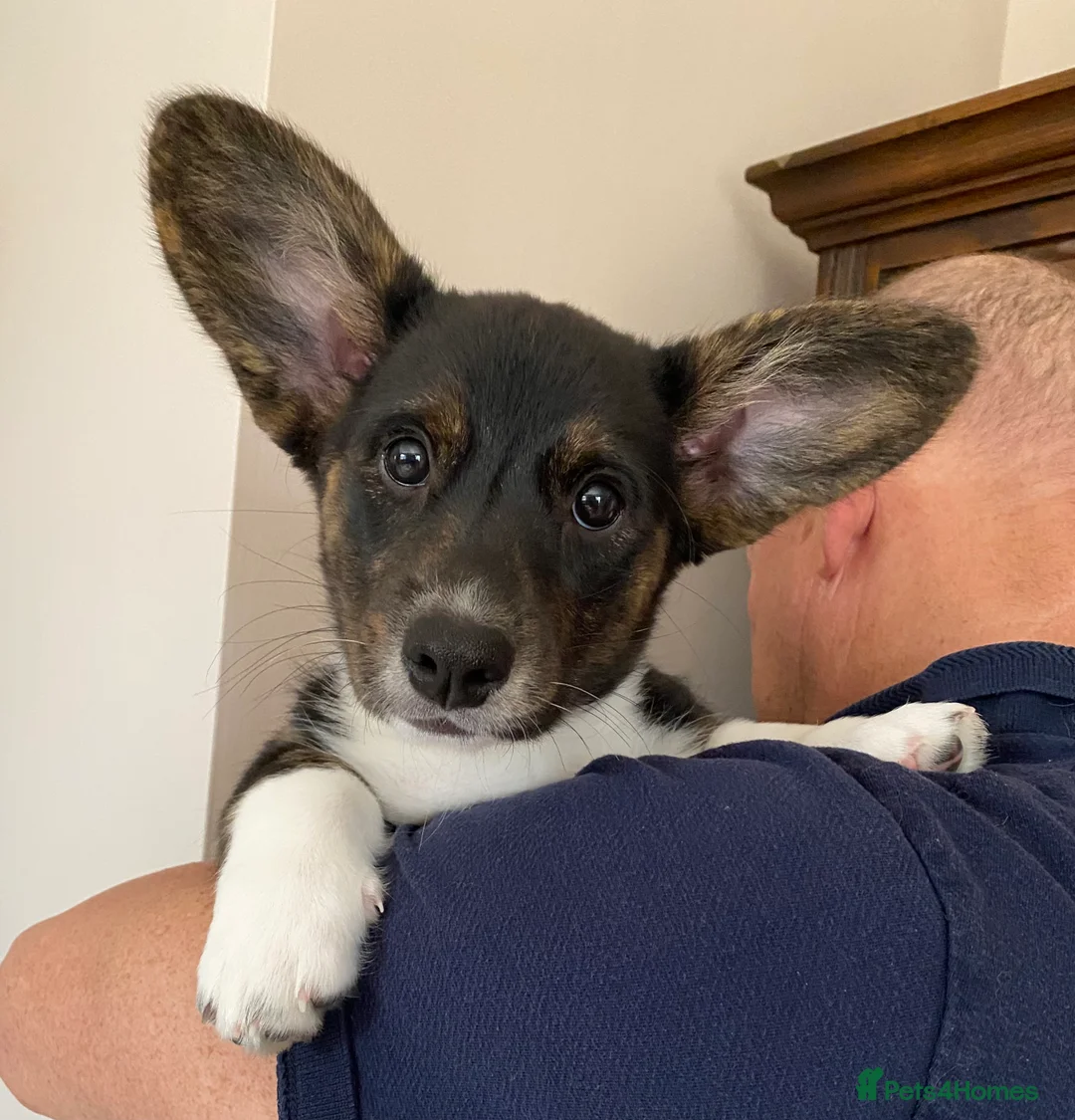 Welsh Corgi Cardigan dogs for sale: Welsh Cardigan Corgis by 5 ⭐️ Licensed Breeder - Advert 2