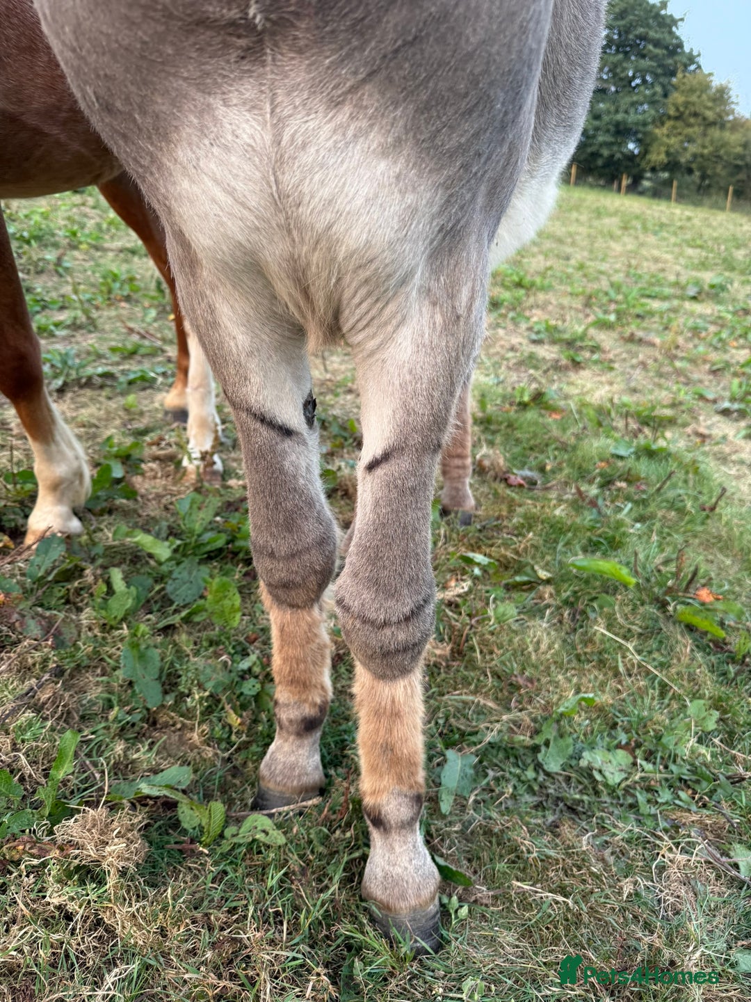 Donkey livestock for sale: Rare true to type standard grey jack donkey - Image 3