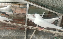 Pigeons birds for sale: Pigeon for sale - Image 21