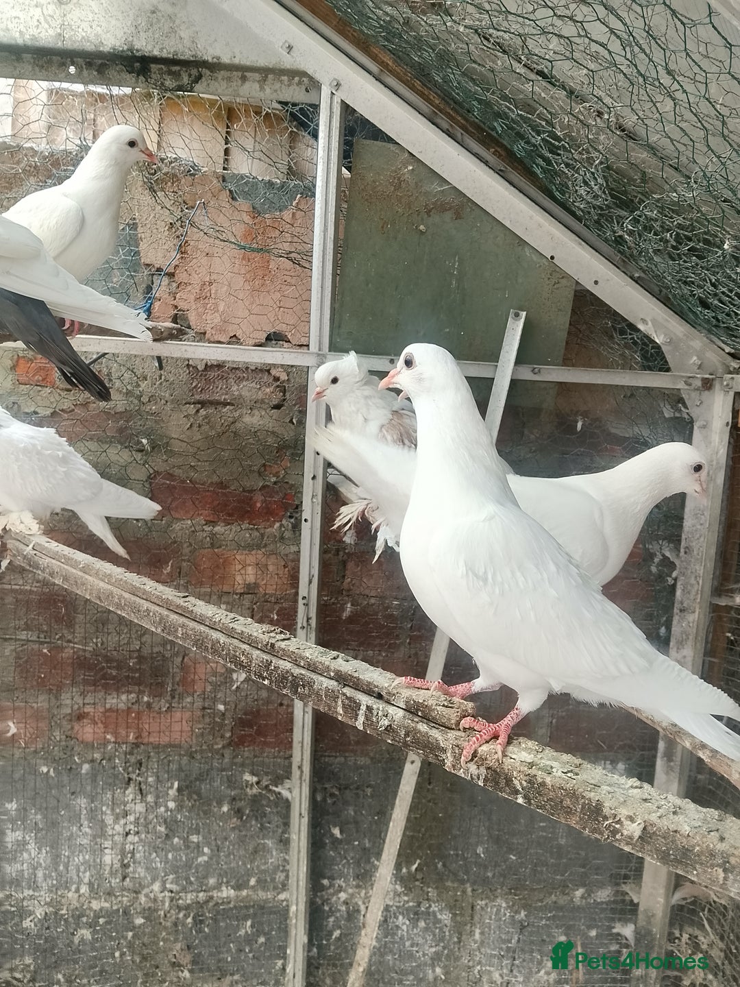 Pigeons birds for sale: Pigeon for sale - Image 21