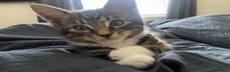 Mixed Breed cats for sale: 6-Month-Old Male Cat – Playful & Affectionate - Advert 8