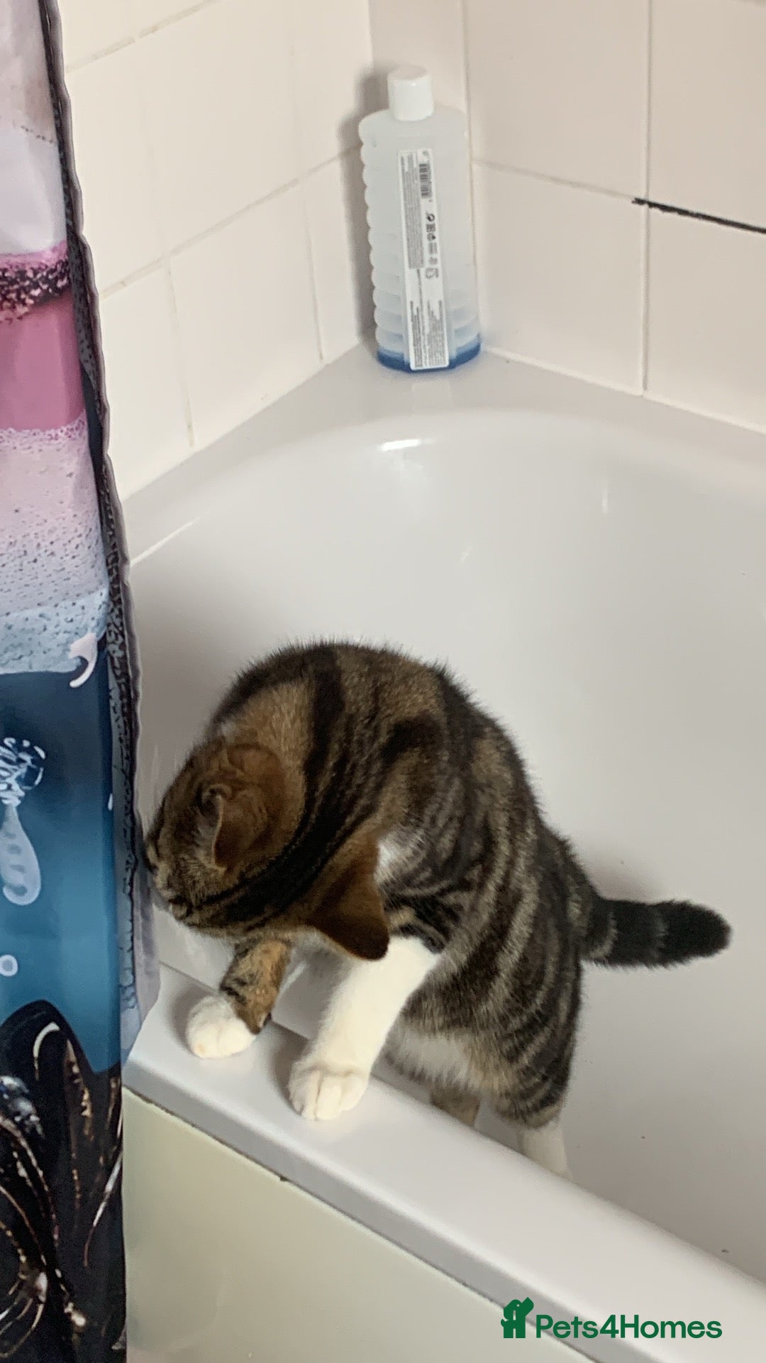 Mixed Breed cats Adorable kittens pending 🥰🫶🏻 - Advert 1
