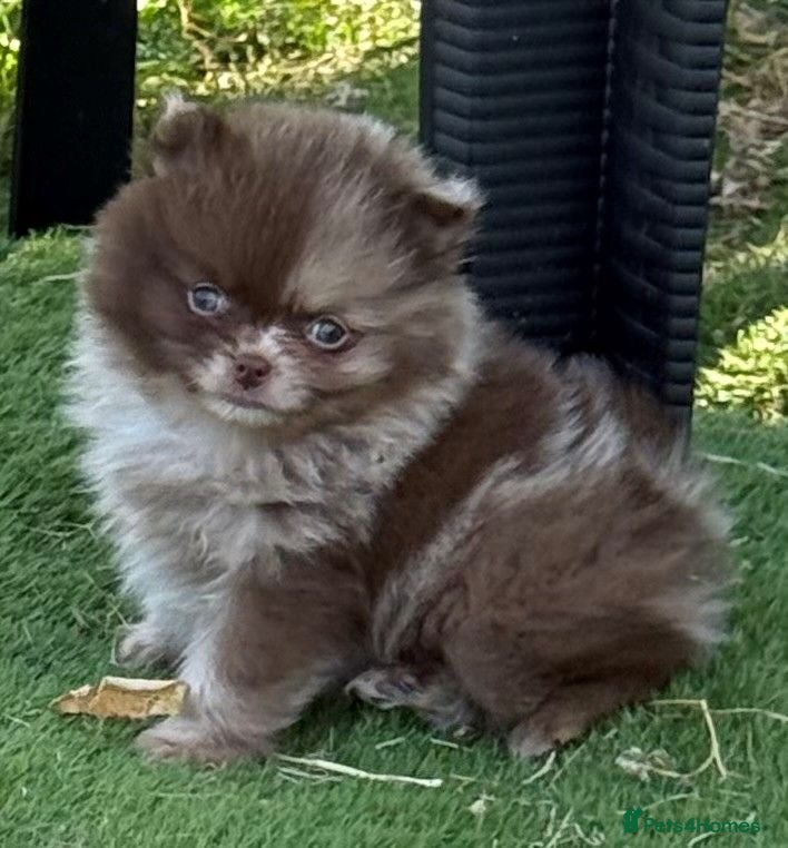 Pomeranian dogs Only UK Pom Pups All 263 DNA tests clear  - Advert 1