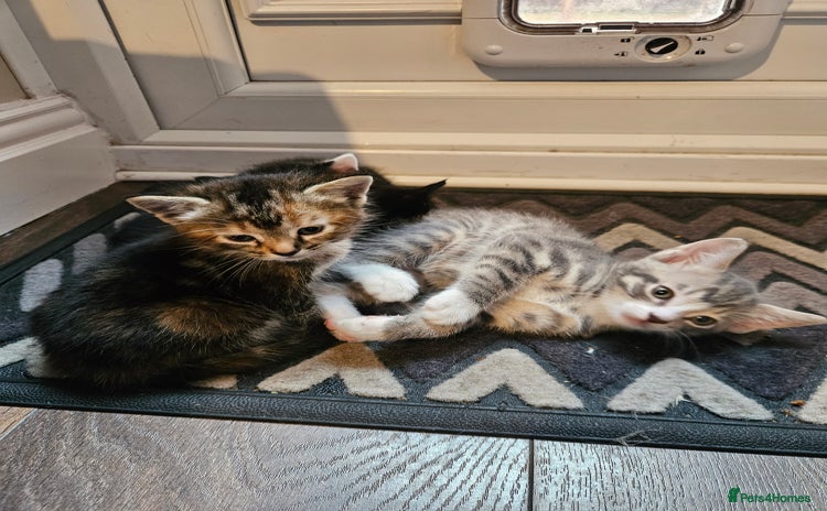 Mixed Breed cats - Advert 2