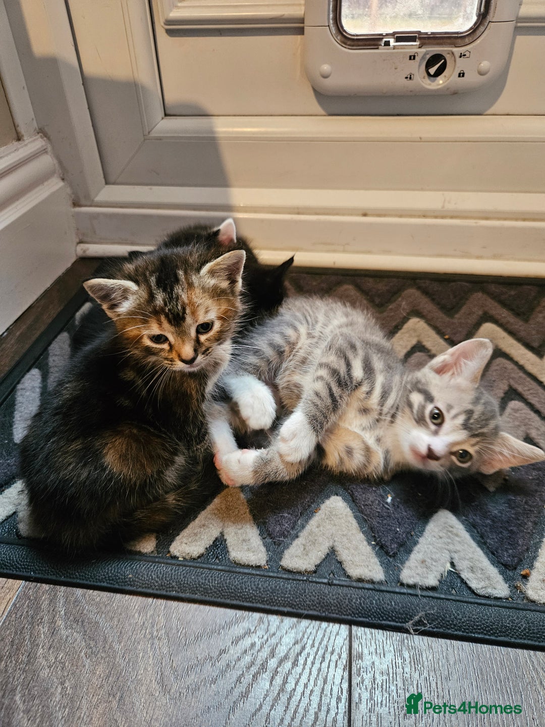 Mixed Breed cats for sale: 🐾 6 Adorable Kittens Looking for Loving Homes!  - Image 1
