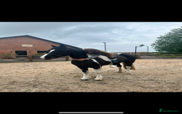 Other Breed horses for sale: Cob /Welsh pony  - Image 4