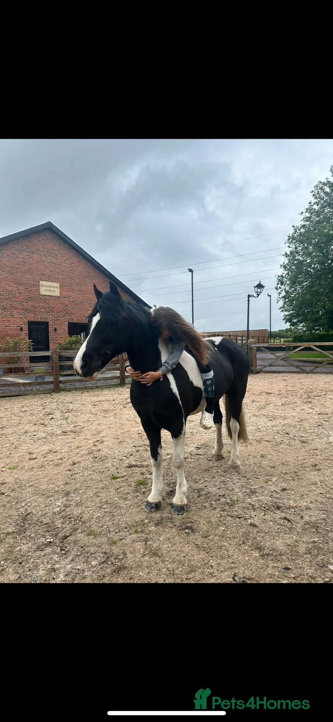 Other Breed horses for sale: Cob /Welsh pony  - Advert 4