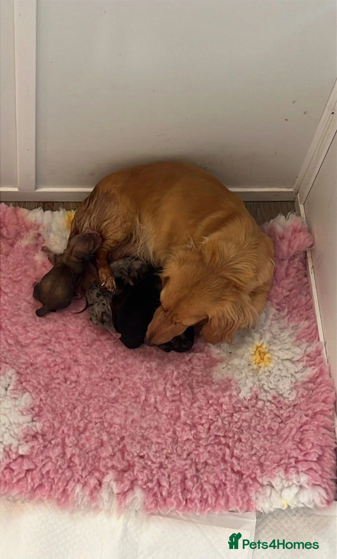 Miniature Dachshund dogs for sale: Beautiful Miniature Dachshund Puppies in Birmingham - Advert 1