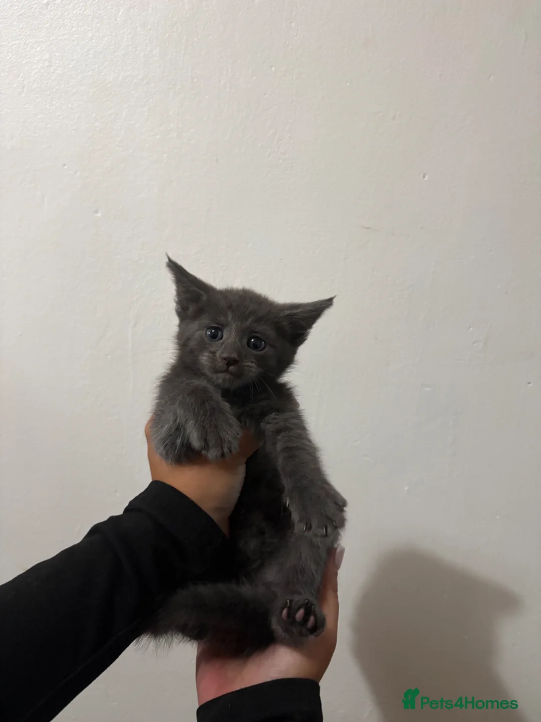 Maine Coon cats for sale: 6 beautiful maincoon kittens  - Advert 16