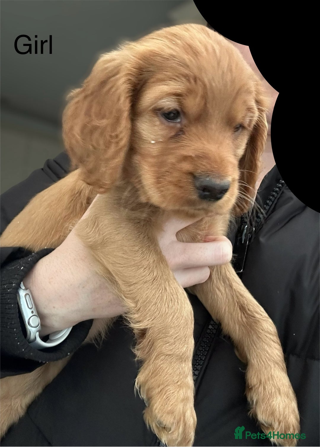 Cocker Spaniel dogs for sale: Cocker Spaniels  - Advert 9