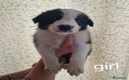 Border Collie dogs for sale: Border collie puppies  - Image 5