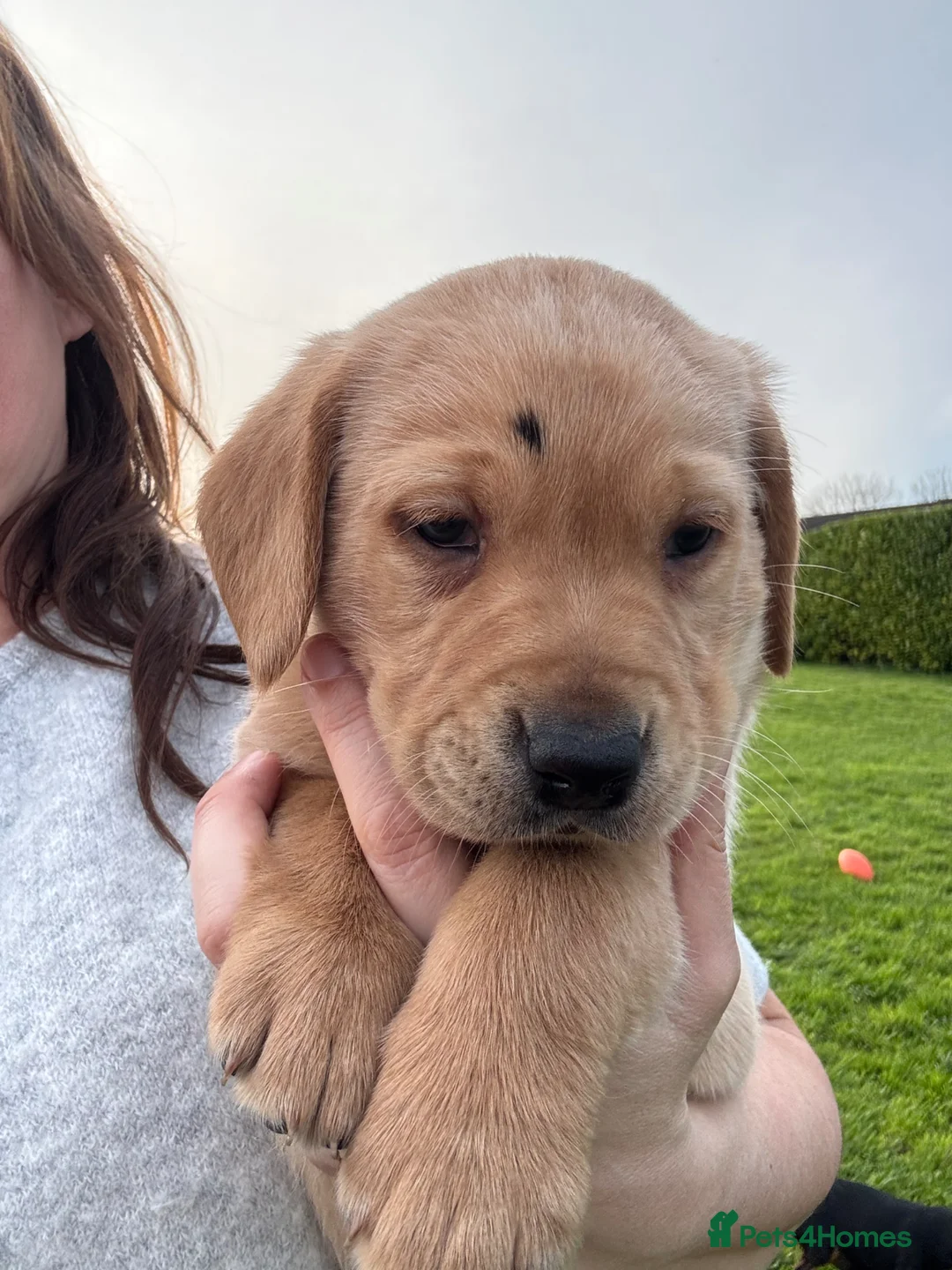 Labrador Retriever dogs for sale: 3 beautiful yellow labs in Llangefni - Advert 1