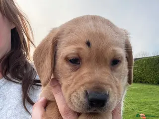 Labrador Retriever dogs 3 beautiful yellow labs - Advert 1