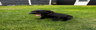 Labrador Retriever 4