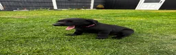 Labrador Retriever dogs for sale: Puppies  in Wrexham - Advert 6