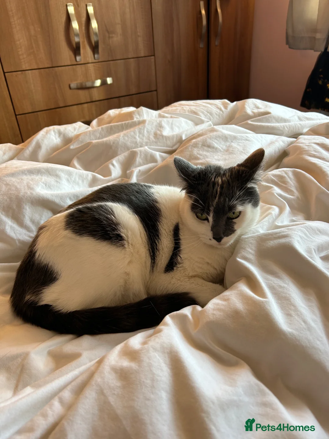 British Shorthair cats for sale: Cat for adoption  - Advert 2