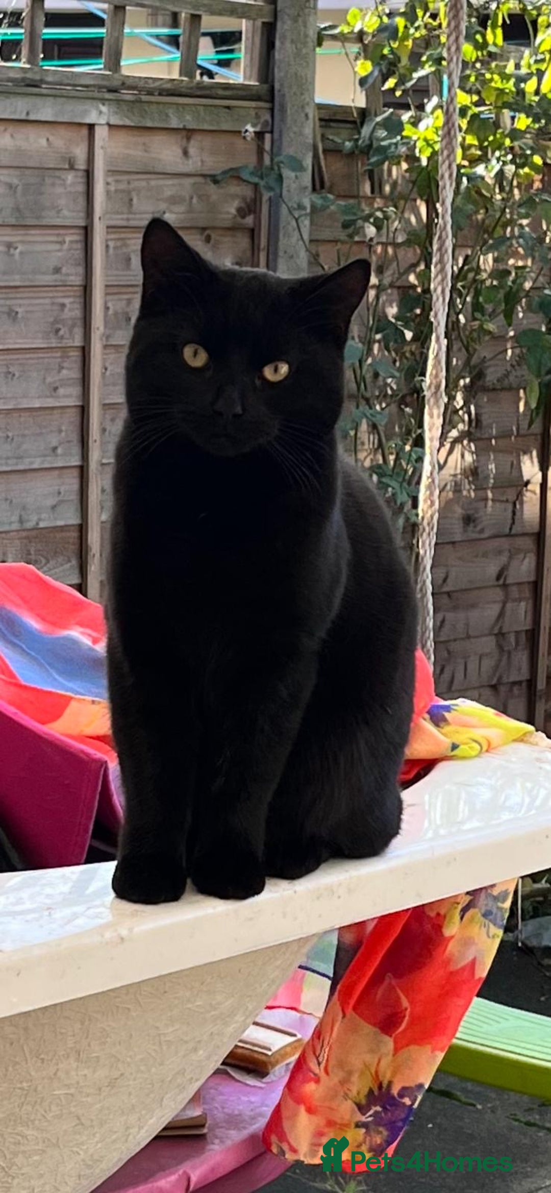 Bombay cats for sale: Homeless cat looking for a loving home. - Advert 1