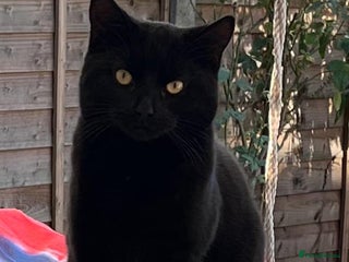 Bombay cats Homeless cat looking for a loving home. - Advert 2