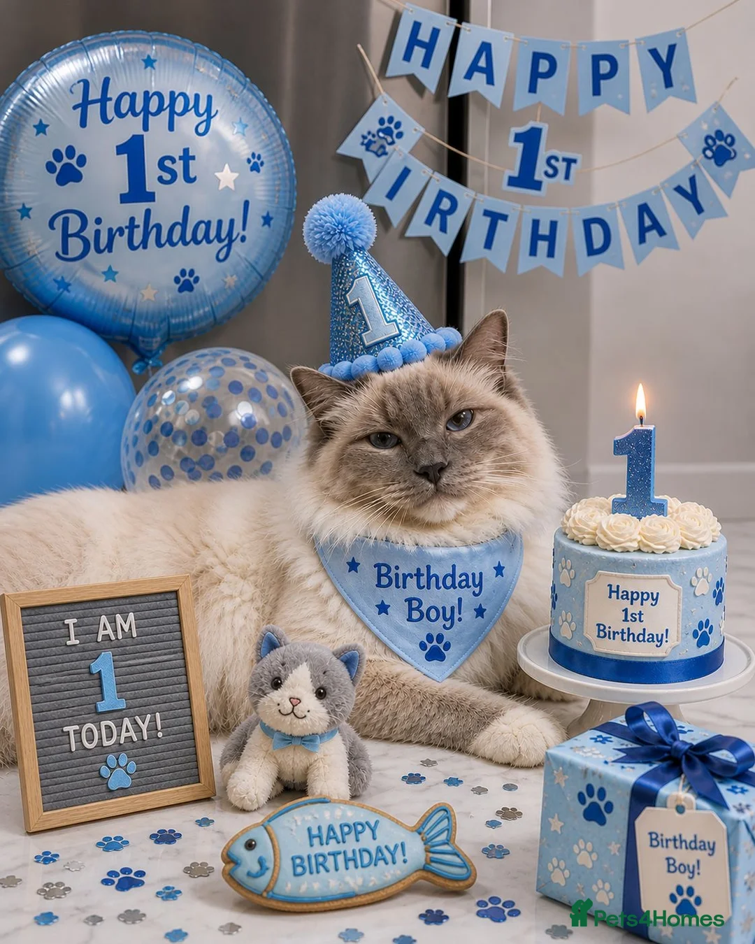 Ragdoll cats for sale: Ragdoll & Siberian X Ragdoll in Northallerton - Advert 7