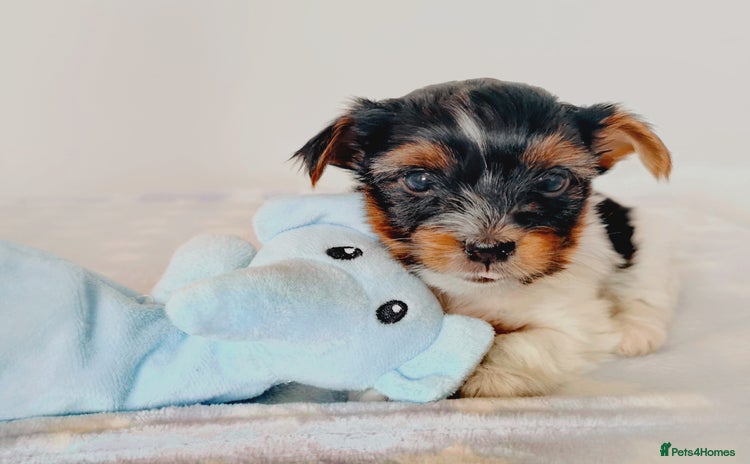 Yorkshire Terrier dogs in Hull - Advert 2