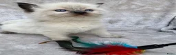 Ragdoll cats for sale: 🏆gccf(GRCH mum)male ragdoll kitten  🥇🐾 - Advert 23