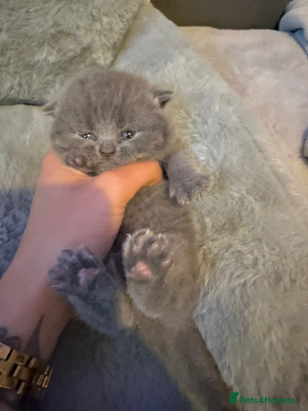 British Shorthair cats for sale: ✨British Shorthair GCCF 5 generation Pedigree✨ - Advert 22