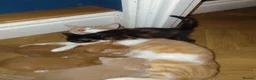Mixed Breed cats for sale: 4 beautiful kittens in Leighton Buzzard - Advert 3