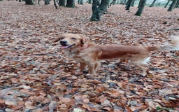 Golden Retriever dogs for stud: Golden Retriver Red/Dark Stud Dog - Image 2