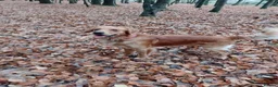 Golden Retriever dogs for stud: Golden Retriver Red/Dark Stud Dog in Southampton - Advert 2