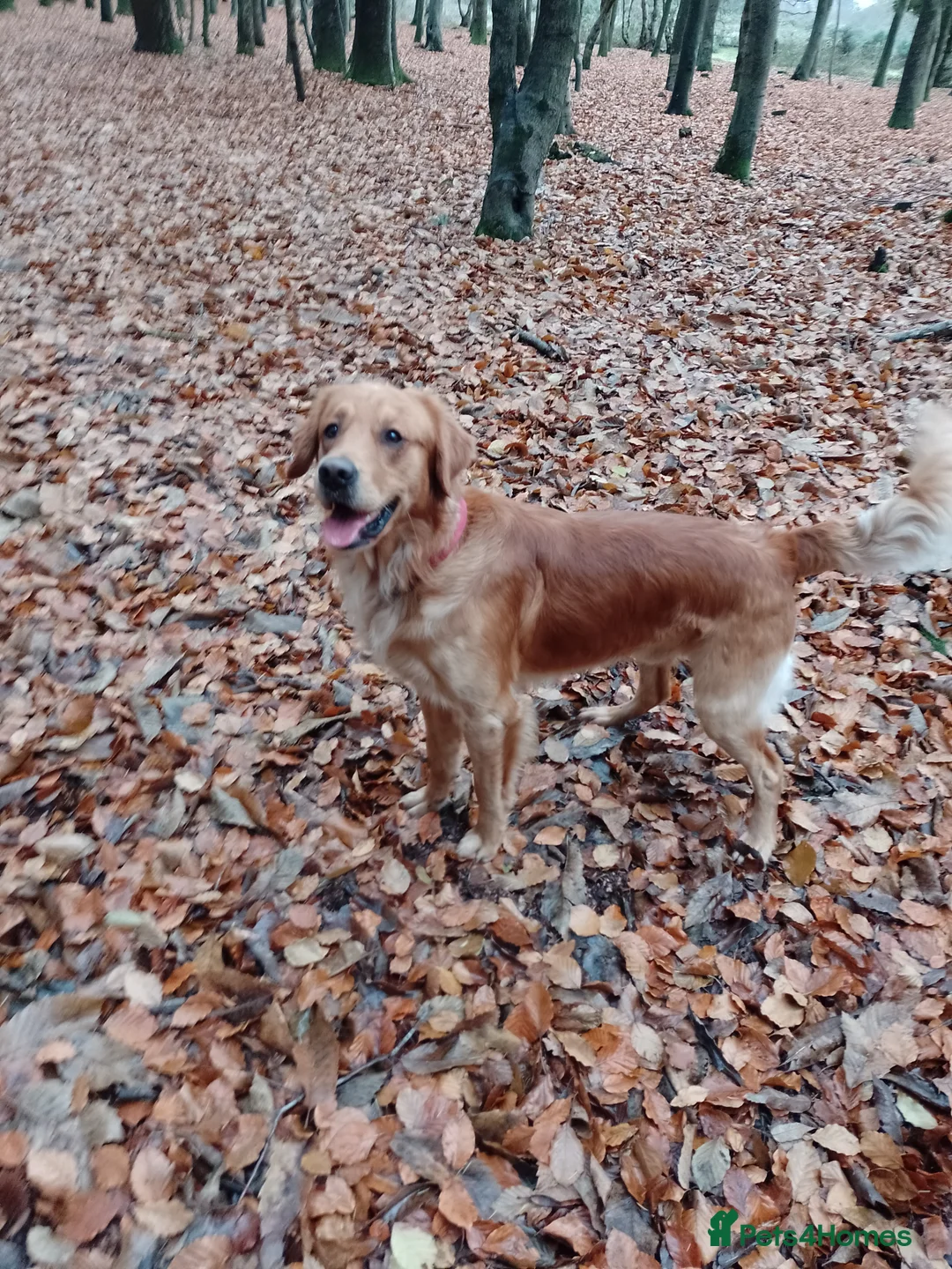 Golden Retriever dogs for stud: Golden Retriver Red/Dark Stud Dog in Southampton - Advert 2