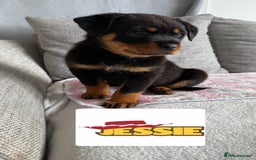 Rottweiler dogs for sale: Stunning chunky Rottweiler puppies - Image 4