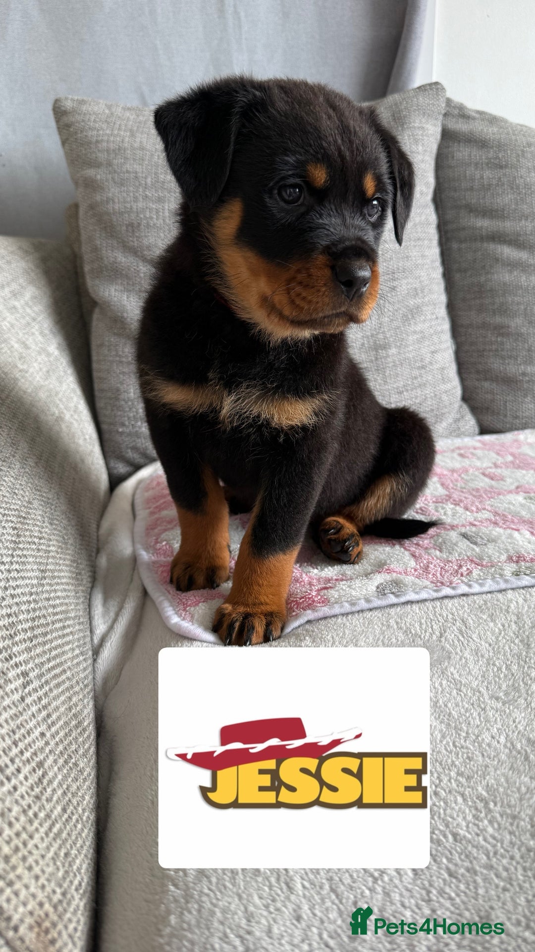 Rottweiler dogs for sale: Stunning chunky Rottweiler puppies - Image 4