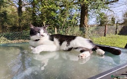 Mixed Breed cats for sale: Hella and Loki - Image 22
