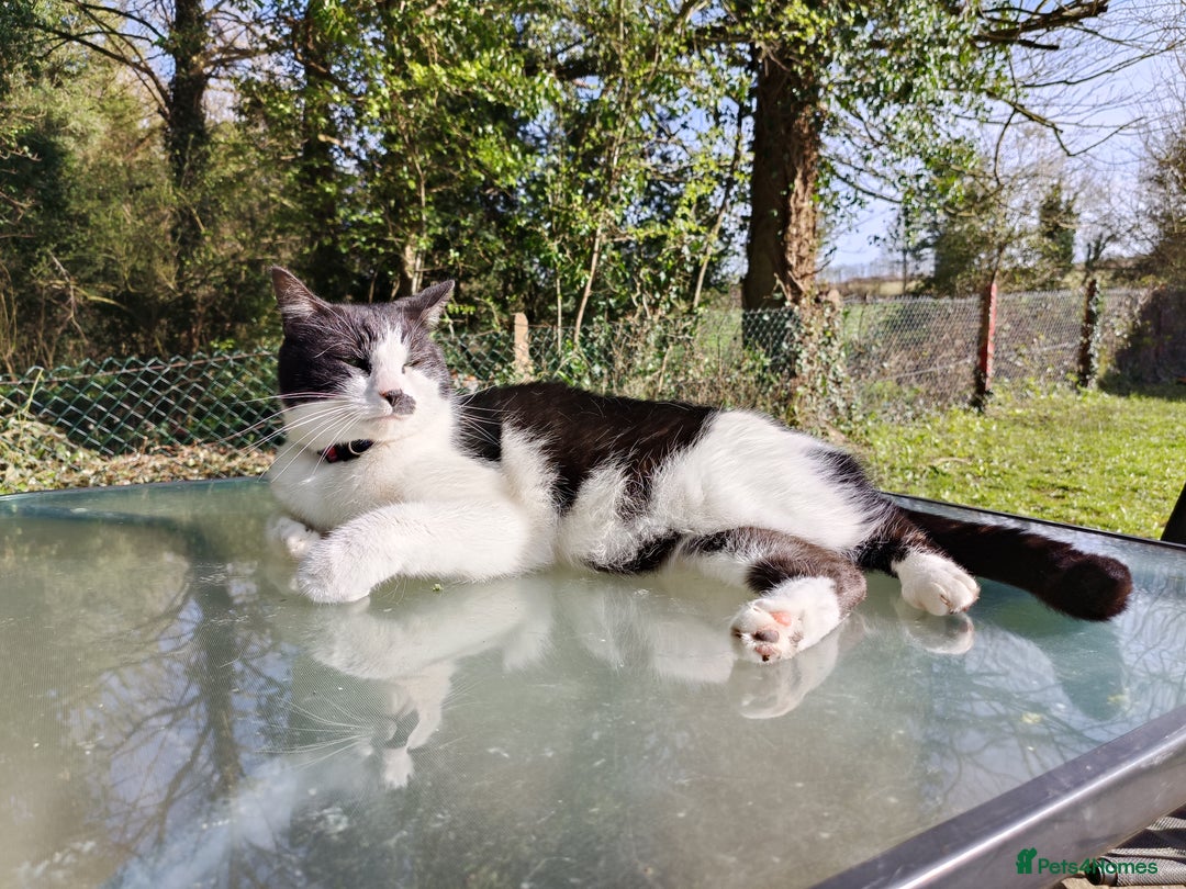 Mixed Breed cats for sale: Hella and Loki - Image 22